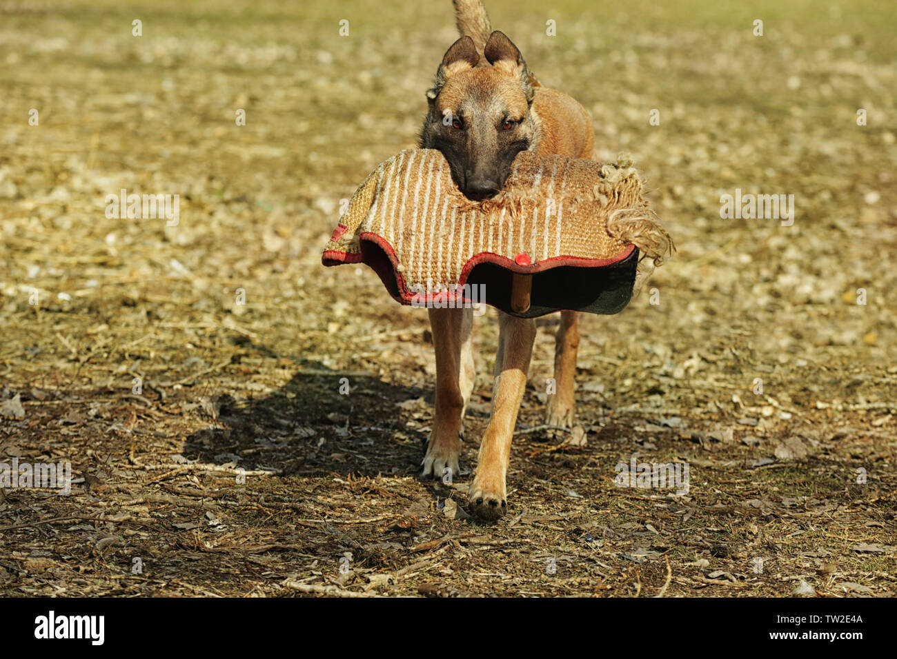 Chien de travail avec manchon de protection de bras à l'extérieur Banque D'Images