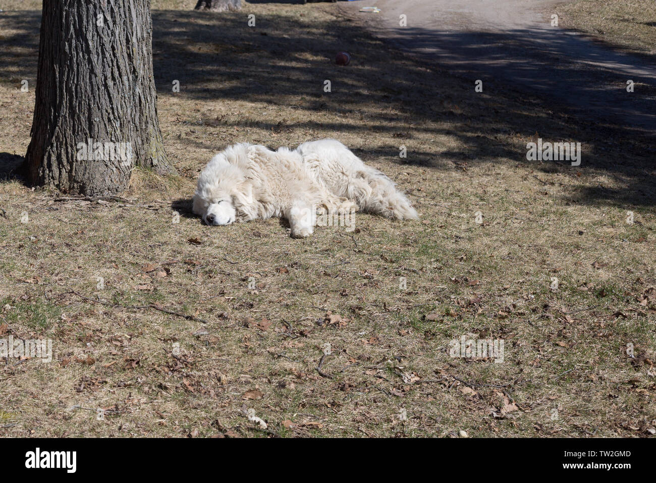 Un grand grand blanc chien Pyrénées se trouve dormant sur le sol près d'un arbre à son Comté de DeKalb, accueil ferme de l'Indiana. Banque D'Images