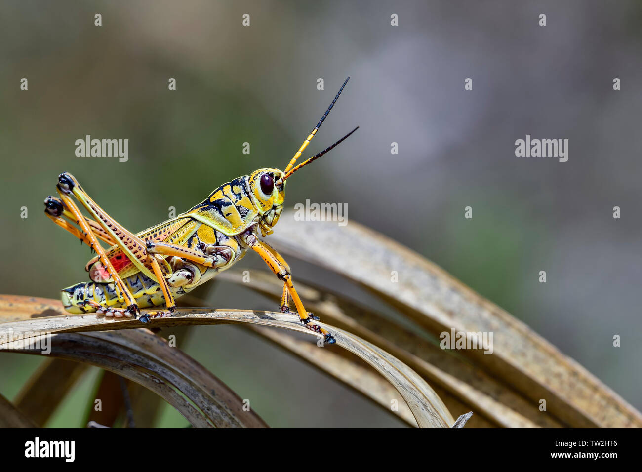 L'est magnifique lubber grasshopper est prêt à s'échapper de la scène. Banque D'Images