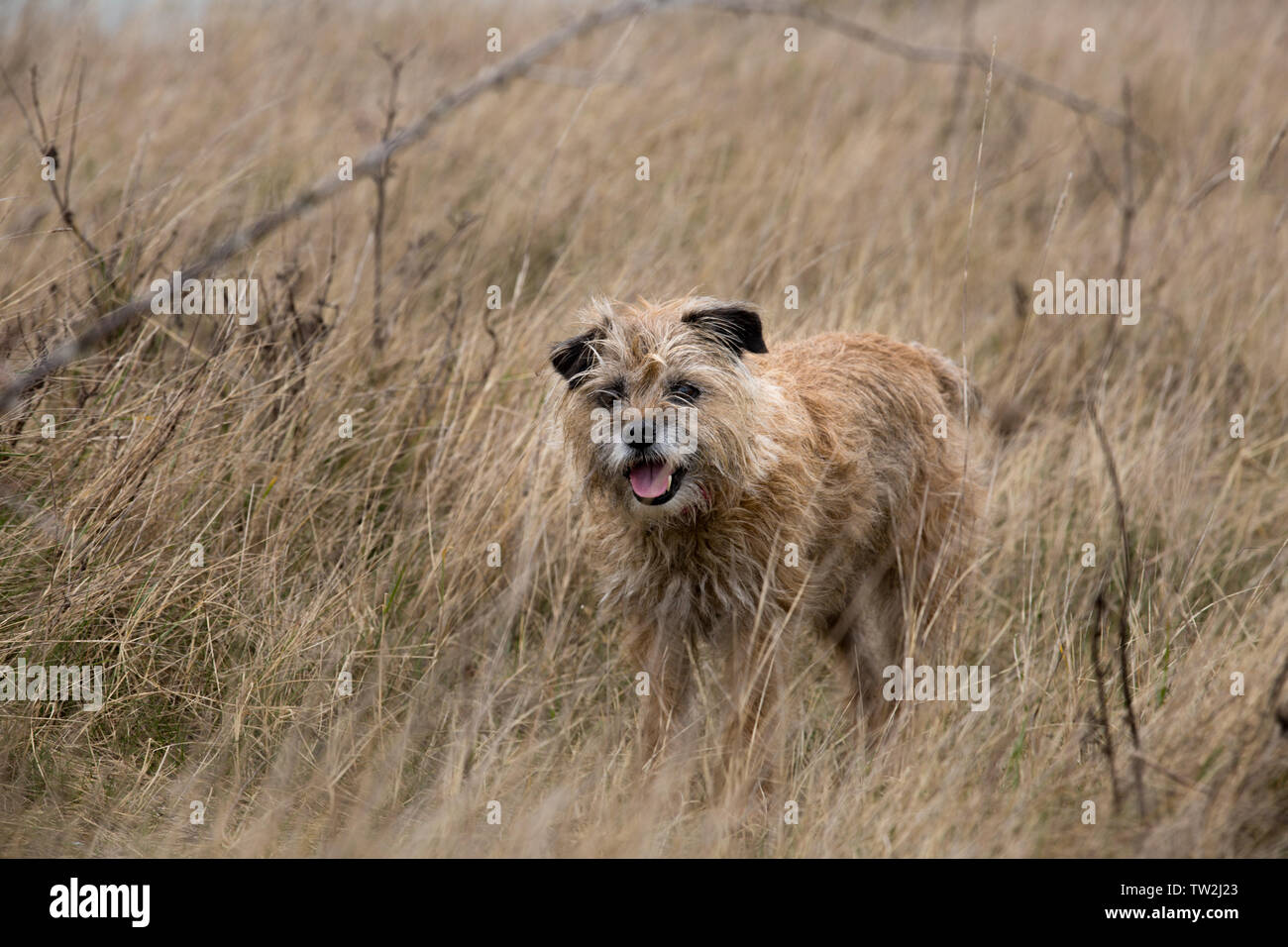 Border Terrier dans la longue herbe Banque D'Images