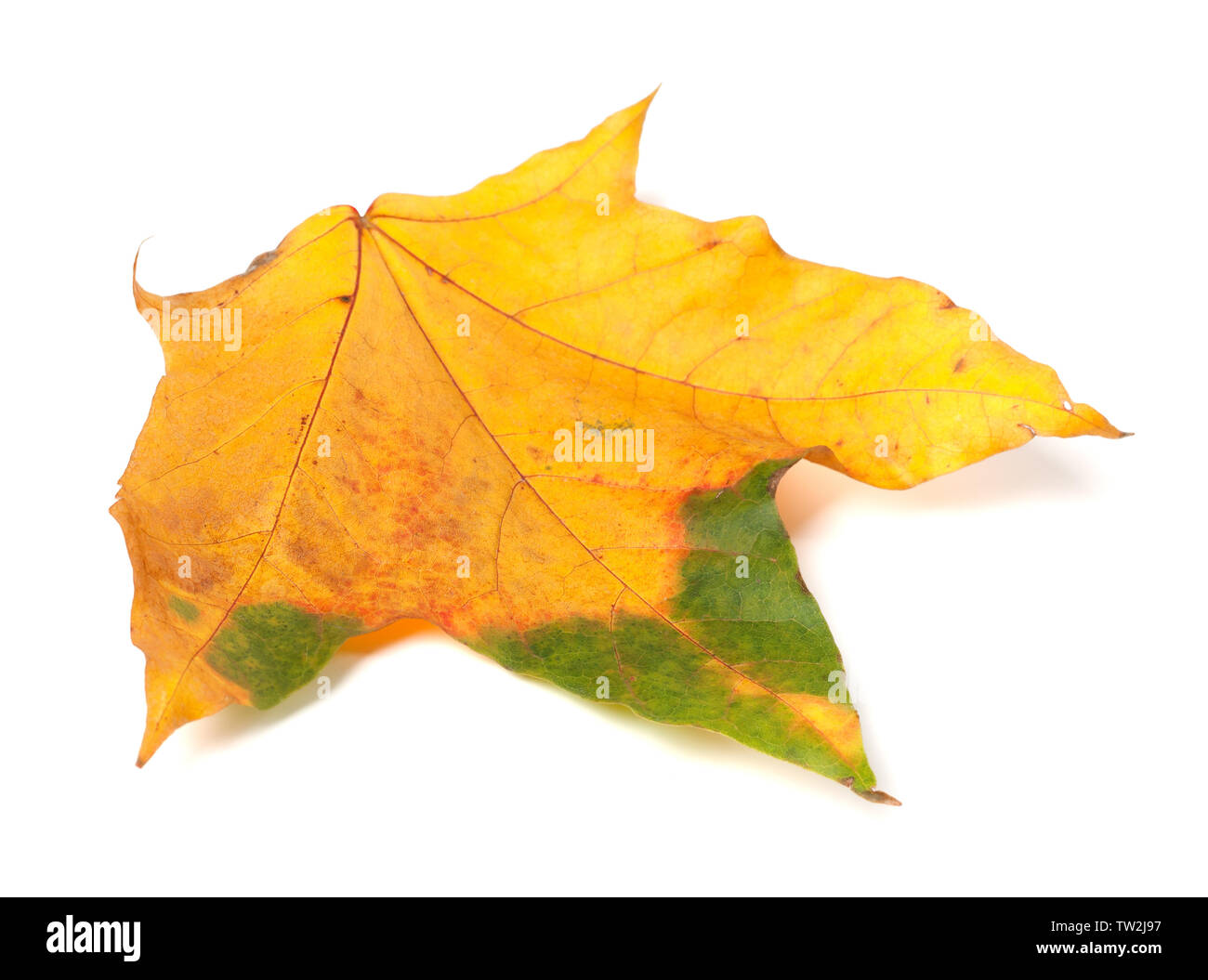 Automne érable feuilles multicolores. Isolé sur fond blanc. Vue rapprochée. Banque D'Images