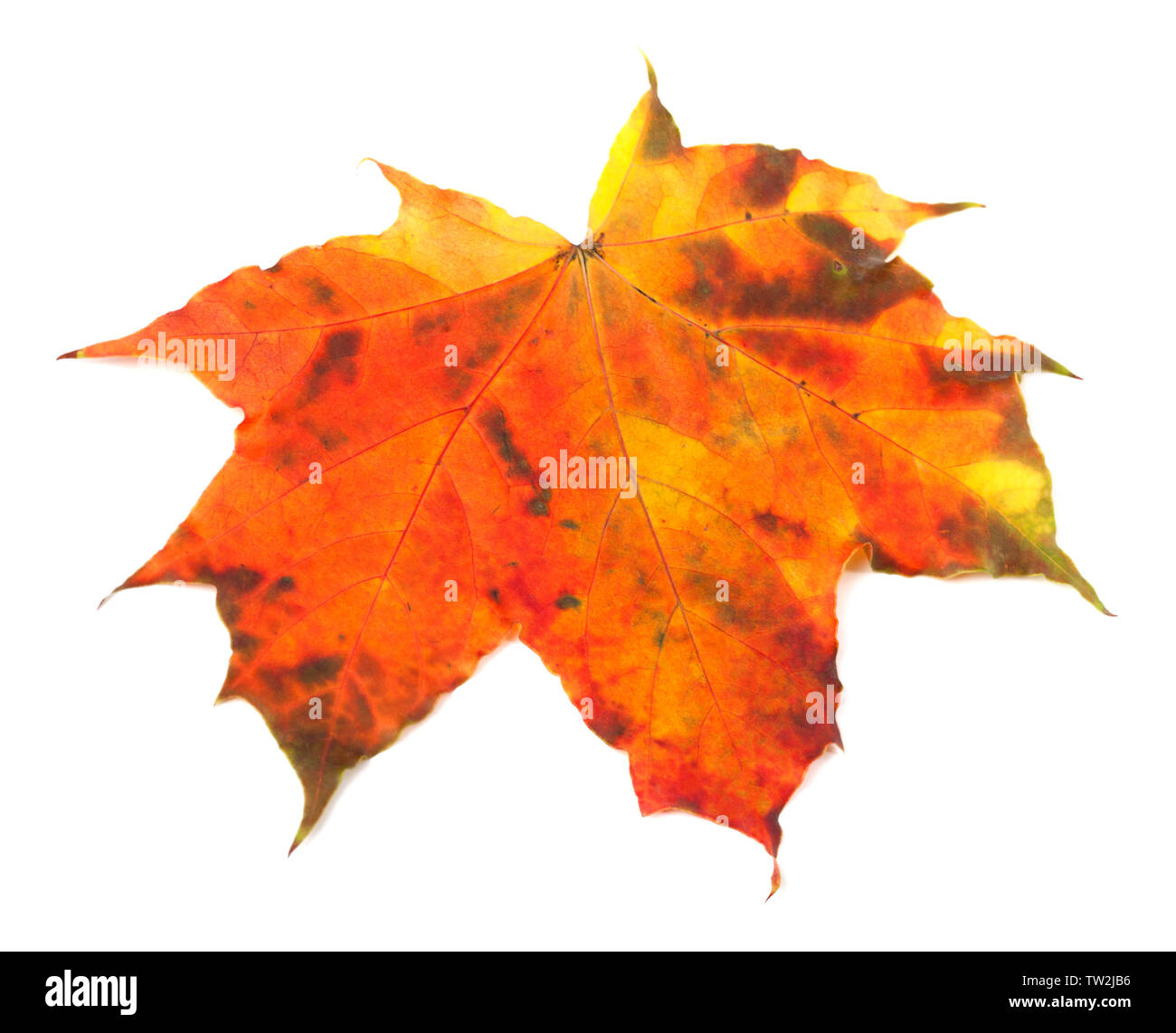 Automne feuilles d'érable multicolore isolé sur fond blanc. Vue rapprochée. Banque D'Images