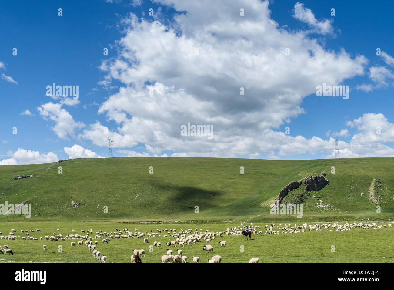 Les prairies alpines le long de la G217 Duku sous l'autoroute l'été, ciel bleu et nuages blancs dans le Xinjiang, Chine Banque D'Images
