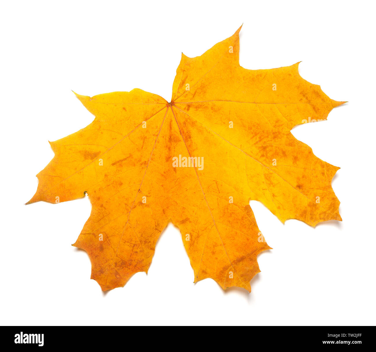 Automne érable jaune isolé sur fond blanc. Vue rapprochée. Banque D'Images