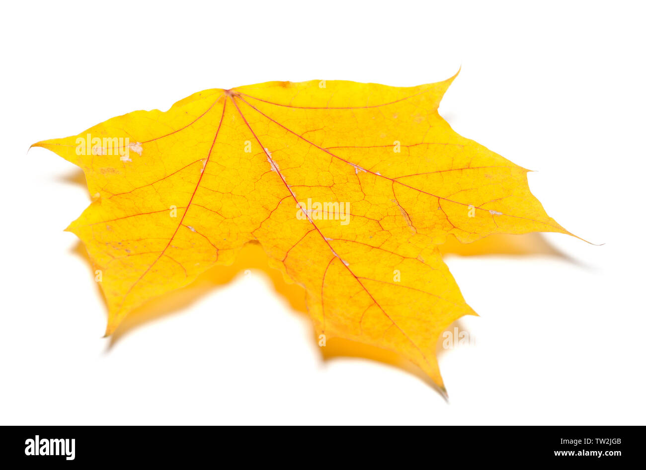 L'automne jaune feuille d'érable. Isolé sur fond blanc. Vue rapprochée. Banque D'Images