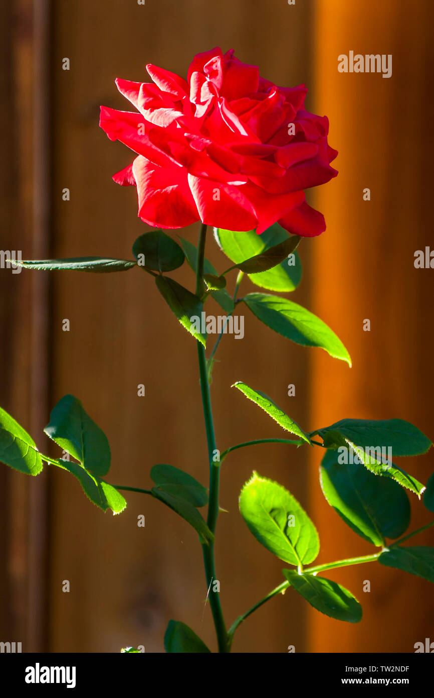 D'un coup vertical rose est une plante et des fleurs par rétro-éclairé lumière du soleil à travers une clôture en bois Banque D'Images