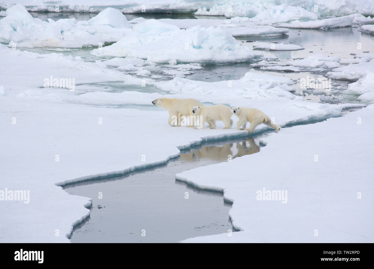 Mère ours polaire et ses deux petits dans l'Arctique russe en route vers le pôle Nord, photographié d'un brise-glace nucléaire Yamal. Banque D'Images Mère ours polaire et ses deux petits dans l'Arctique russe en route vers le pôle Nord, photographié d'un brise-glace nucléaire Yamal. Banque D'Images