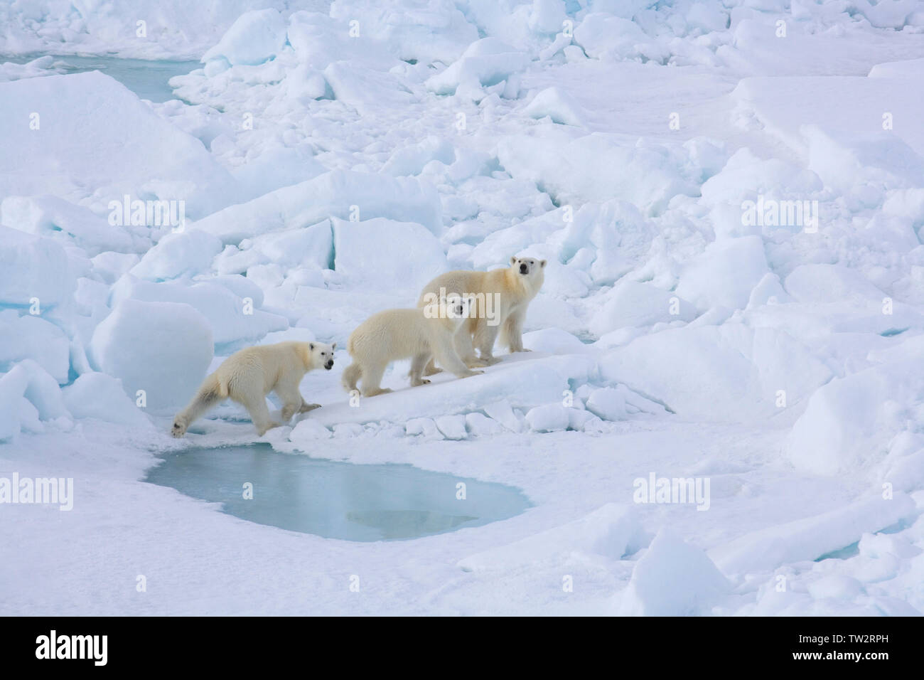 Mère ours polaire et ses deux petits dans l'Arctique russe en route vers le pôle Nord, photographié d'un brise-glace nucléaire Yamal. Banque D'Images Mère ours polaire et ses deux petits dans l'Arctique russe en route vers le pôle Nord, photographié d'un brise-glace nucléaire Yamal. Banque D'Images