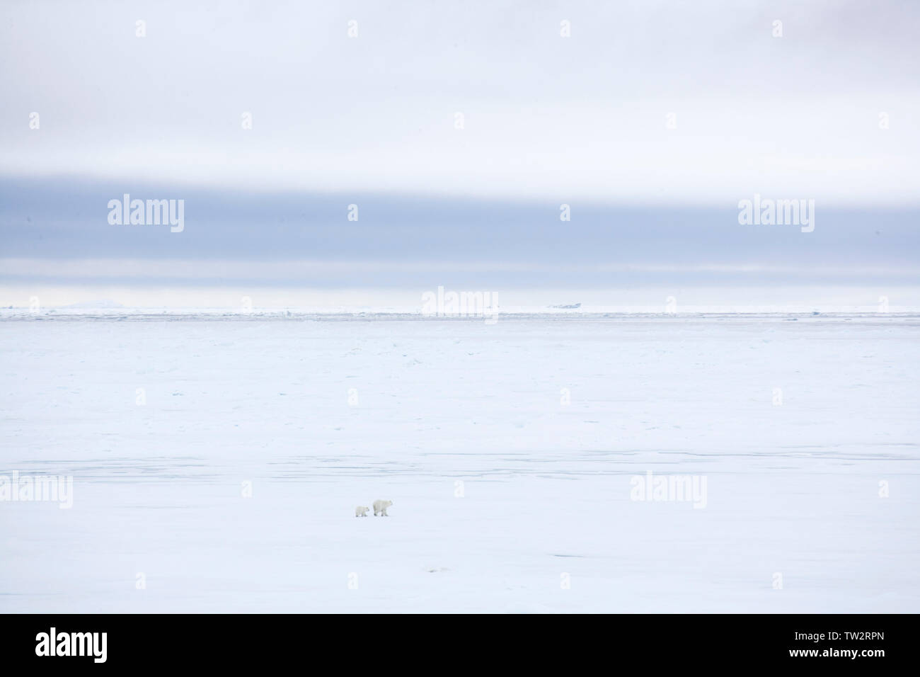 Mère ours polaire et ses deux petits dans l'Arctique russe en route vers le pôle Nord, photographié d'un brise-glace nucléaire Yamal. Banque D'Images Mère ours polaire et ses deux petits dans l'Arctique russe en route vers le pôle Nord, photographié d'un brise-glace nucléaire Yamal. Banque D'Images