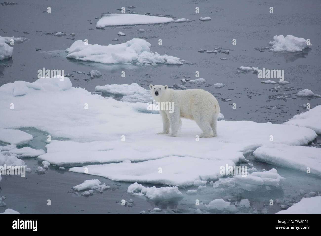 L'ours solitaire dans l'océan Arctique en juillet. Photographié en route vers Pôle Nord. Banque D'Images L'ours solitaire dans l'océan Arctique en juillet. Photographié en route vers Pôle Nord. Banque D'Images