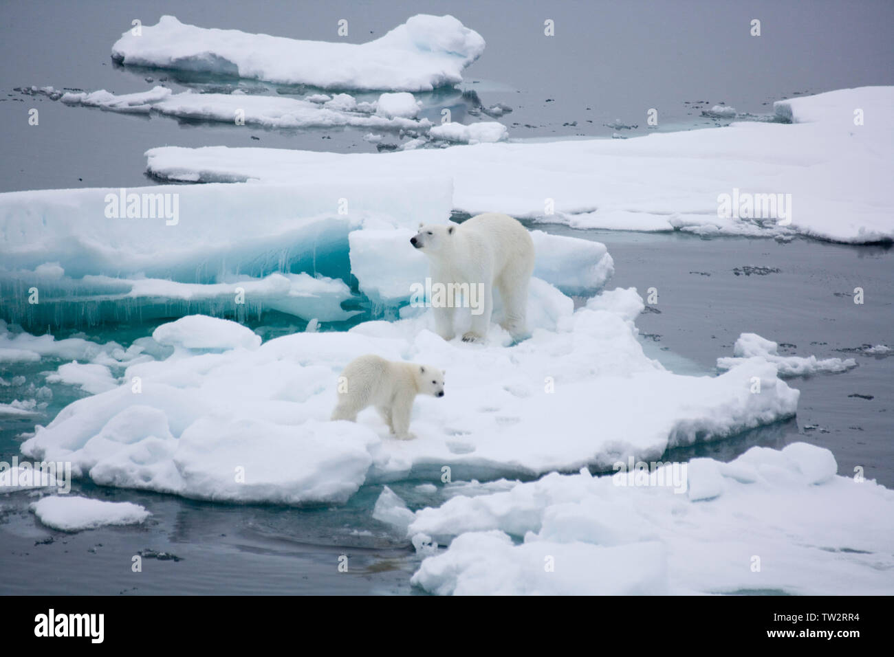 Mère ours polaire et son petit, en route vers le pôle Nord. Banque D'Images Mère ours polaire et son petit, en route vers le pôle Nord. Banque D'Images