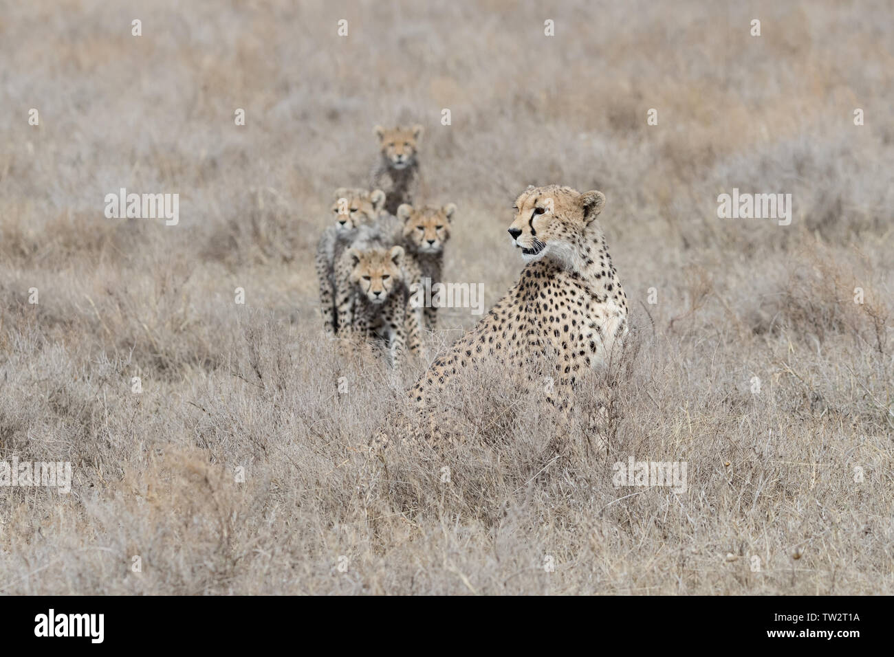 La famille Guépard (Acinonyx jubatus) portrait, mère et oursons à la recherche de proies, la Tanzanie, Ndutu Banque D'Images