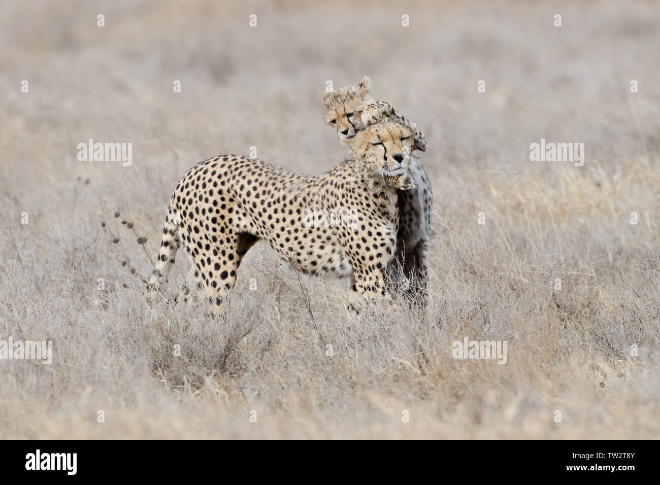 Mère et Cheetah cub jouer ensemble (Acinonyx jubatus), Tanzanie, Ndutu Banque D'Images