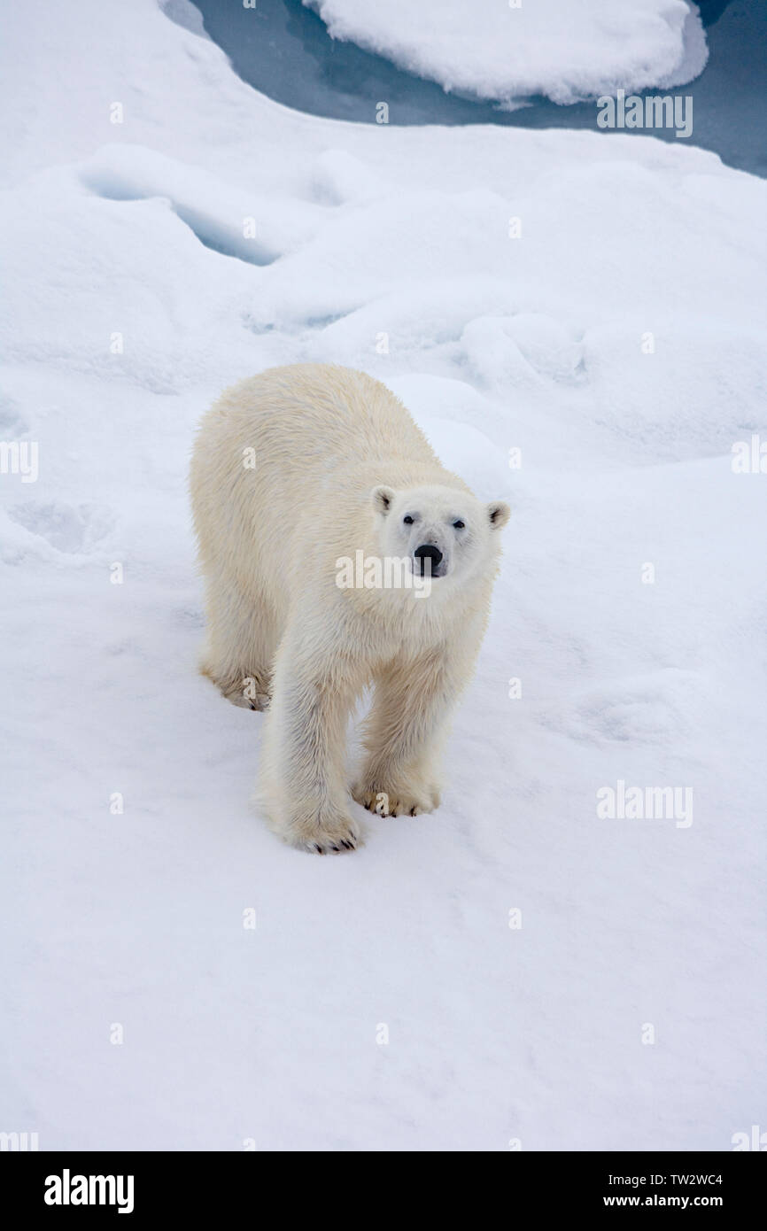 L'ours solitaire dans l'océan Arctique en juillet. Photographié en route vers Pôle Nord. Banque D'Images L'ours solitaire dans l'océan Arctique en juillet. Photographié en route vers Pôle Nord. Banque D'Images