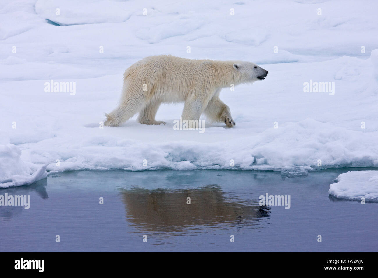 Mâle ours polaire dans l'Arctique russe, marcher le long de la lisière de glace, reflétée dans l'eau Banque D'Images Mâle ours polaire dans l'Arctique russe, marcher le long de la lisière de glace, reflétée dans l'eau Banque D'Images