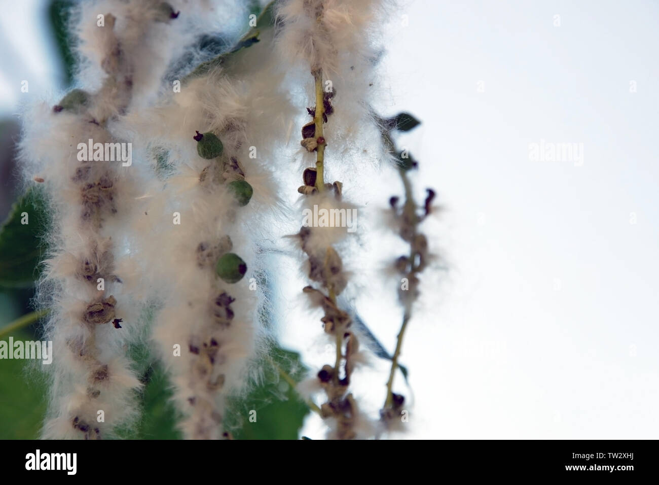 Close up of poplar fluff sur parc arbre, mauvaise saison pour les allergiques Banque D'Images