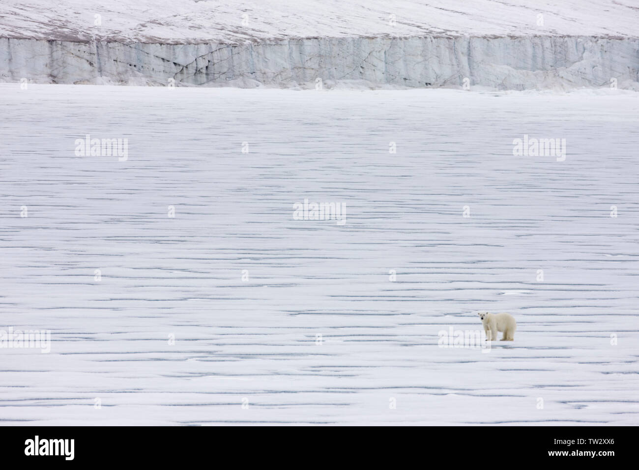 En attente de l'ours près de sceller le trou dans l'avant du glacier, François-Joseph, l'Arctique russe. Banque D'Images