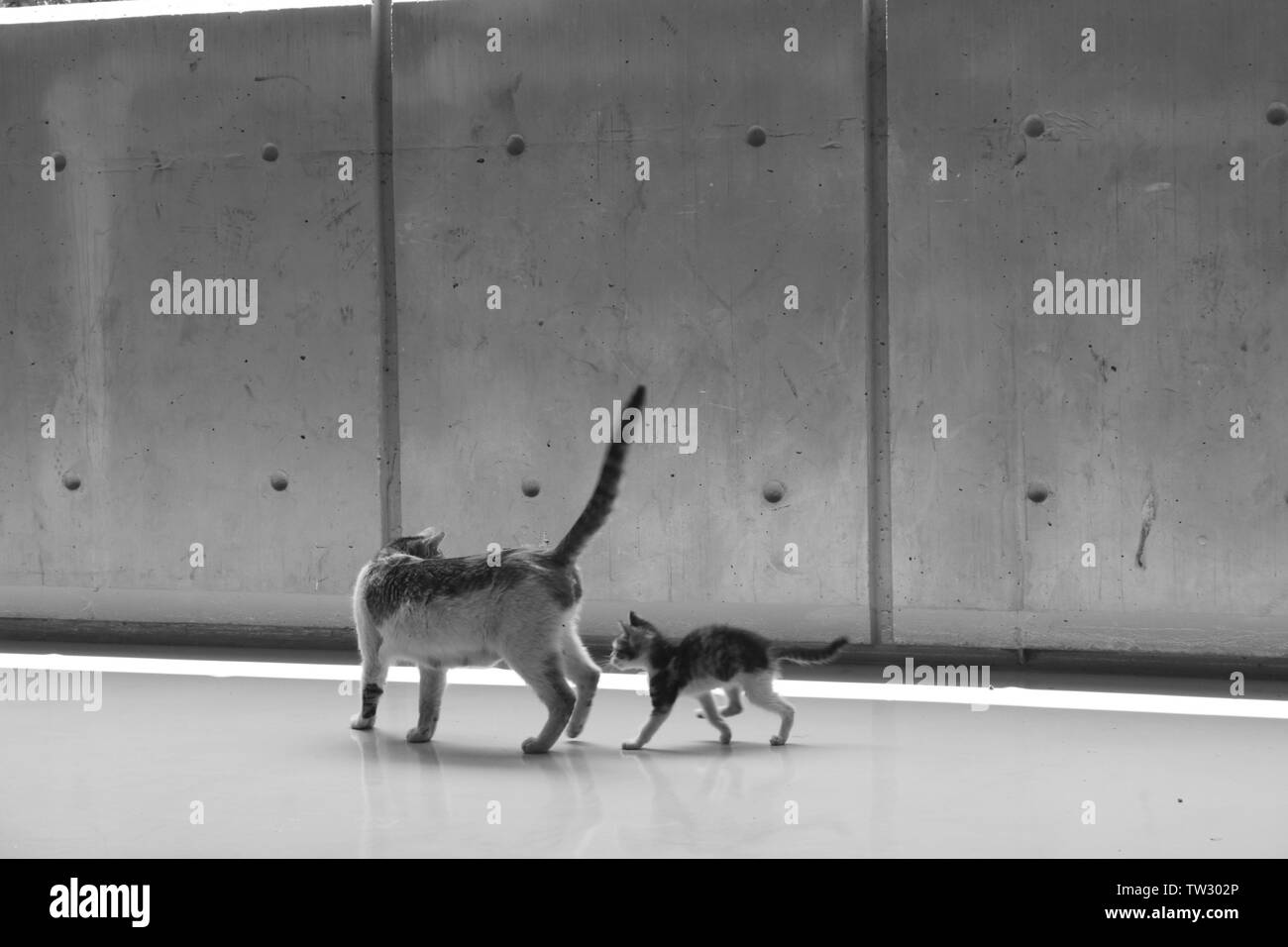 Chaton espiègle chat mère suivantes Banque D'Images