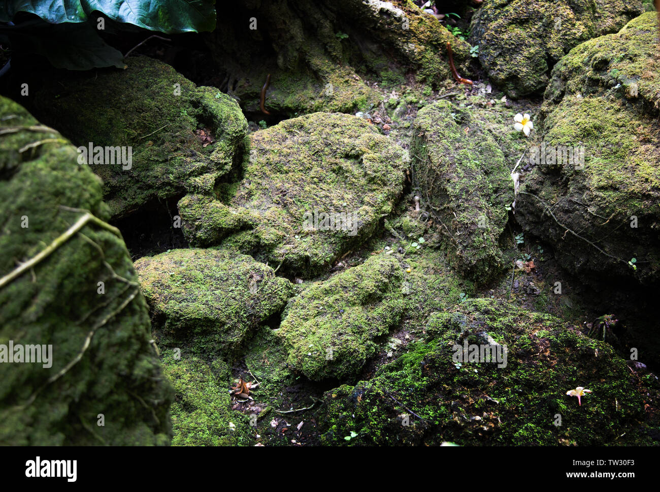 Mousse verte et de la racine des plantes sur fond de forêt de pierre Banque D'Images
