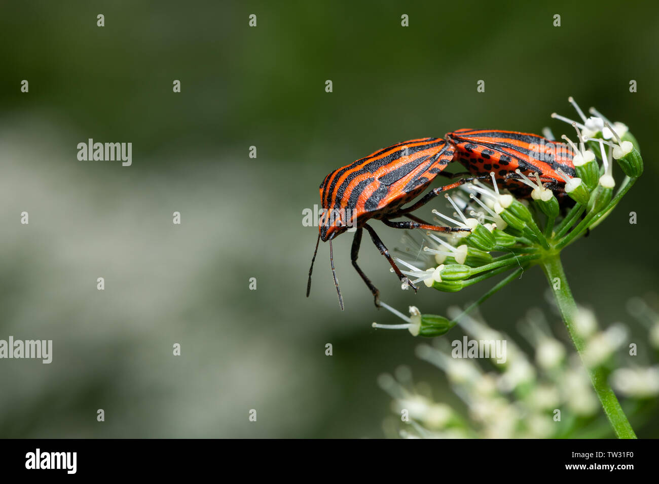 Deux bugs à rayures (Graphosoma lineatum, Pentatomidae) assis sur une fleur blanche Banque D'Images