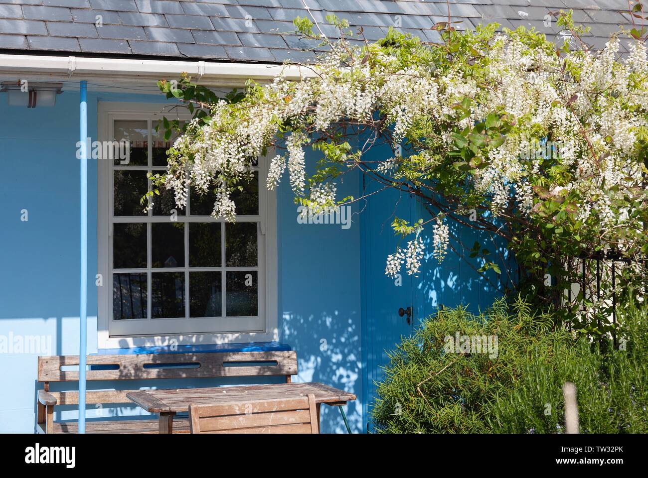 Wisteria cottage Blanc sur bleu. Banque D'Images