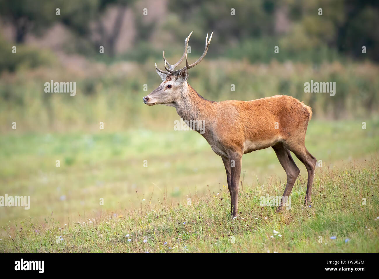Les jeunes red deer, Cervus elaphus, stag sur une pelouse à l'arrière-plan flou. Animaux sauvages dans la nature. La faune paisible paysage. Banque D'Images