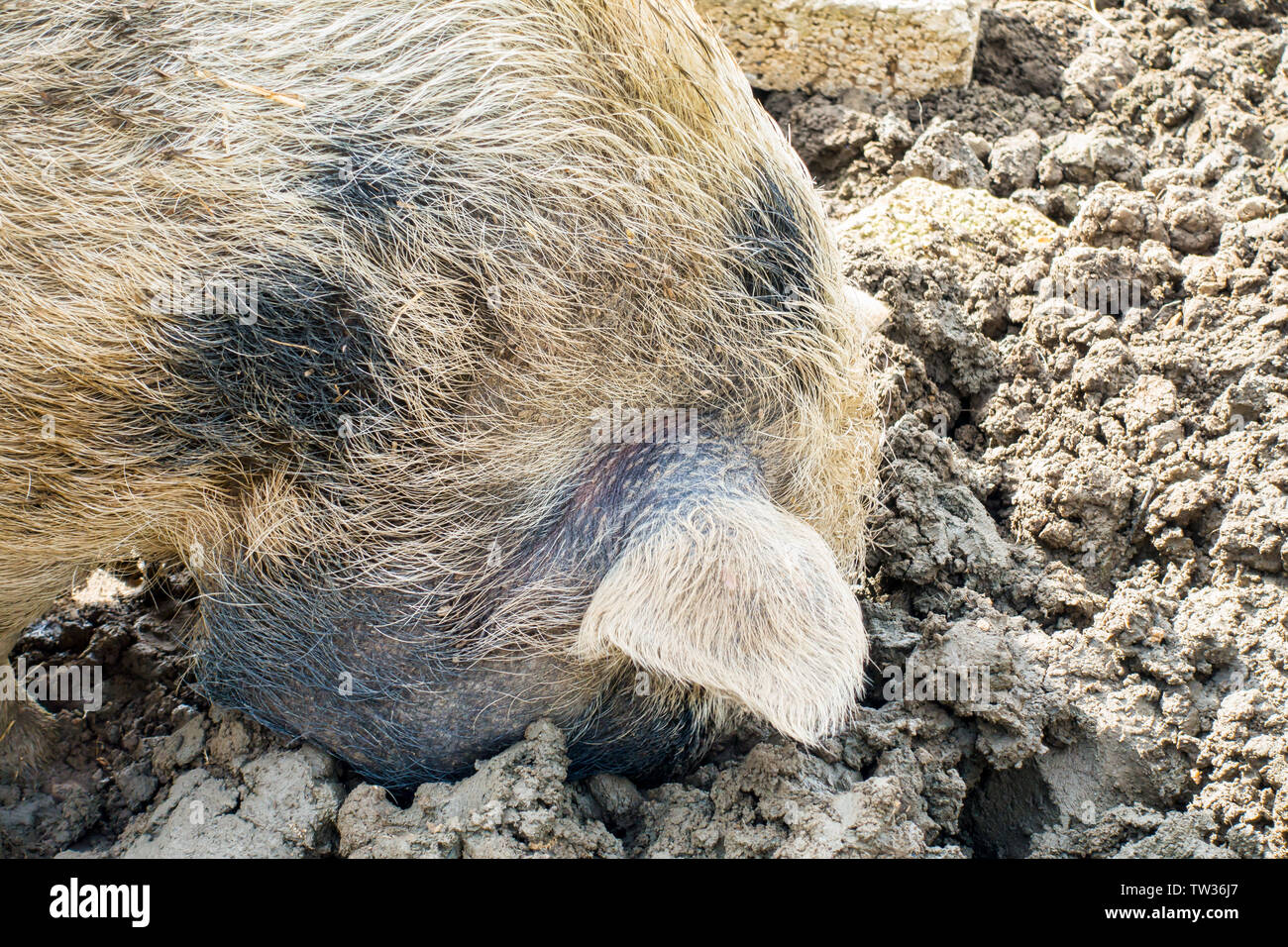 Libre d'une tête de porcs domestiques avec le museau dans la boue à la recherche de nourriture. Banque D'Images