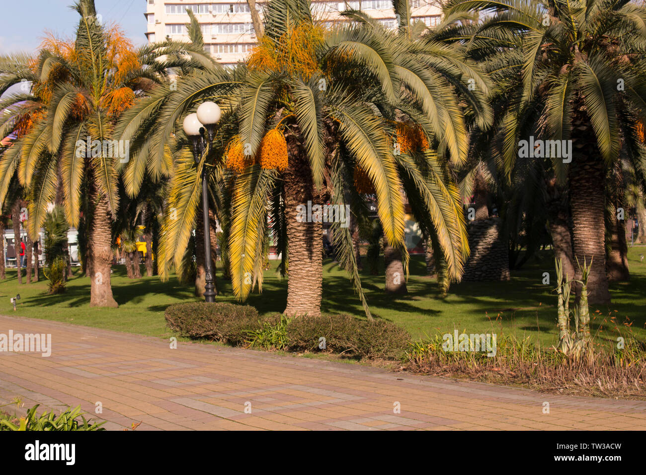 Palmiers dans le parc de la ville. trottoir Banque D'Images