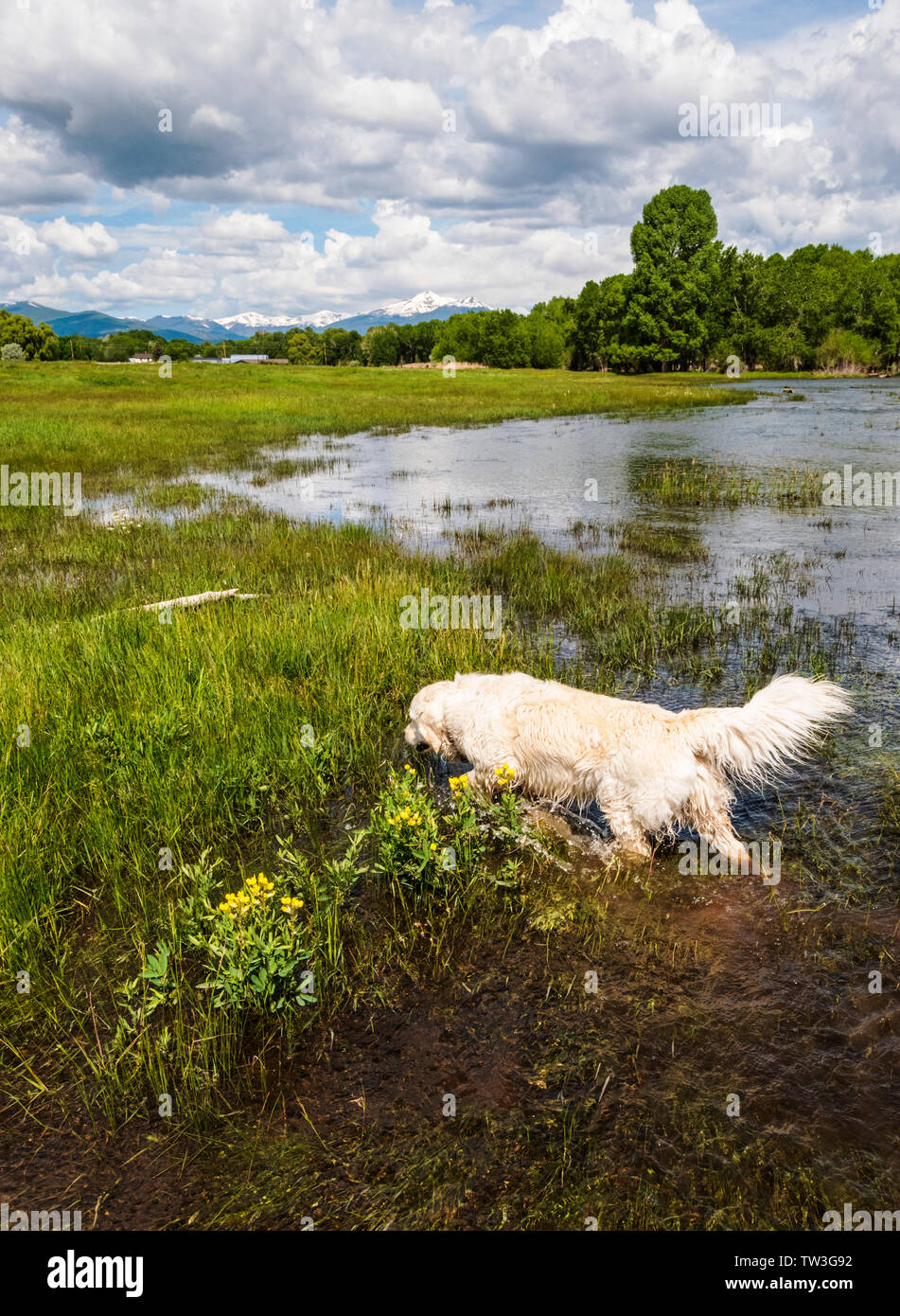 Couleur platine Golden Retriever dog crossing ranch inondées du sud ; pâturages ; Arkansas River Ranch Vandaveer Salida ; ; ; USA Colorado Banque D'Images