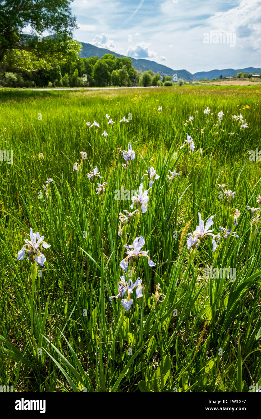 Iris plus en ranch ; pâturages ; Ranch Vandaveer Salida, Colorado, USA Banque D'Images