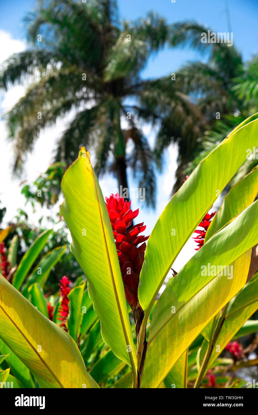 Le gingembre rouge, Alpinia Purpurata plante ou avec soleil qui brille à travers les feuilles à Santa Clara, Villa Clara, Cuba, Caraïbes Banque D'Images
