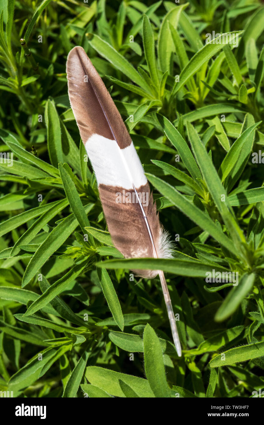 Plume d'oiseau unique sur les pâturages de graminées ; centre du Colorado, USA Banque D'Images
