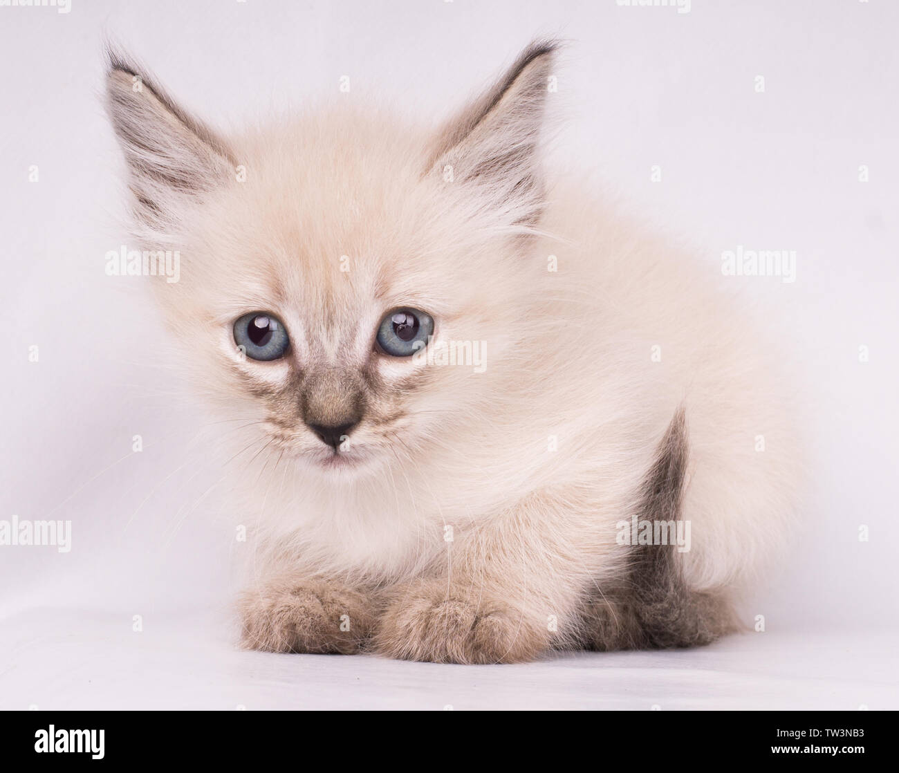 Portrait de chat gris siamois persan aux yeux bleus Banque D'Images