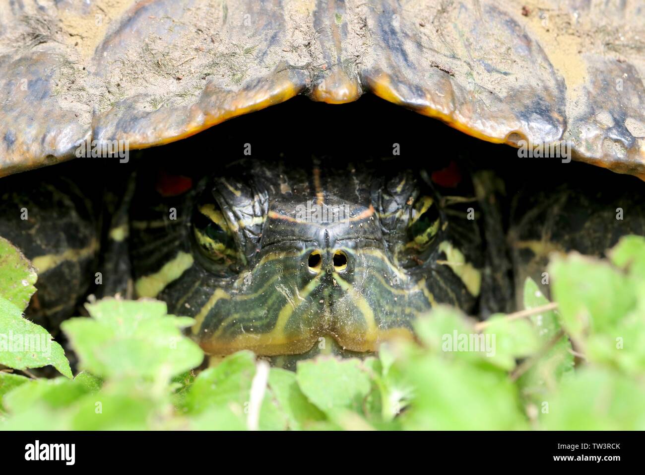 Plan Macro sur le visage d'une tortue se cache dans sa coquille Banque D'Images