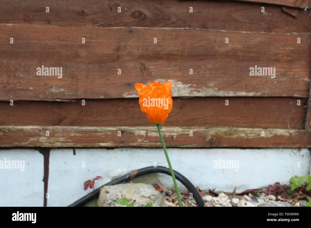 Close up de petites fleurs orange dans un jardin contre un panneau de clôture sur un jour nuageux Banque D'Images