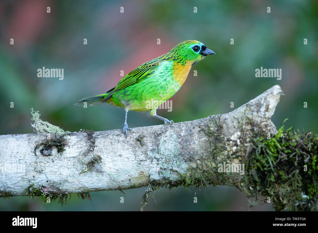 Brassy-breasted Tanager Banque D'Images