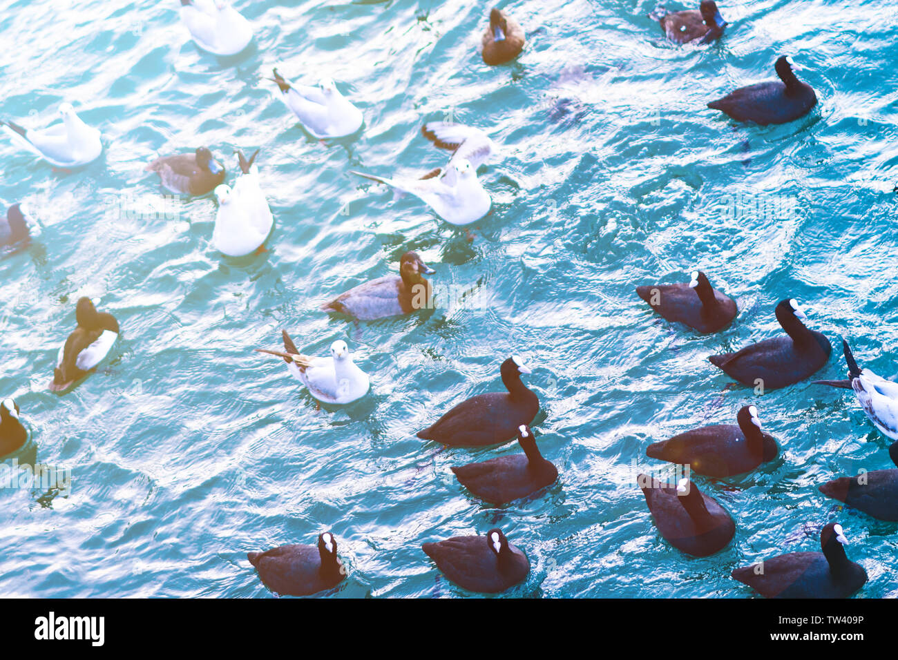 Un grand groupe de mouettes et canards nager dans la baie de la mer d'hiver près de la rive pour l'alimentation en attente de touristes et les enfants Banque D'Images