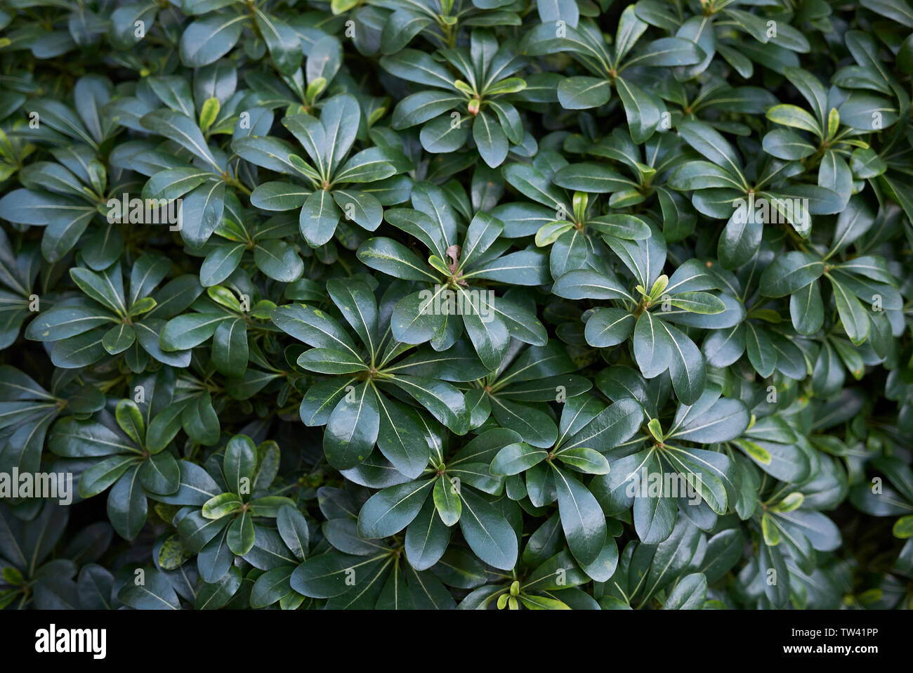 Future Plants By Randy Stewart Pittosporum