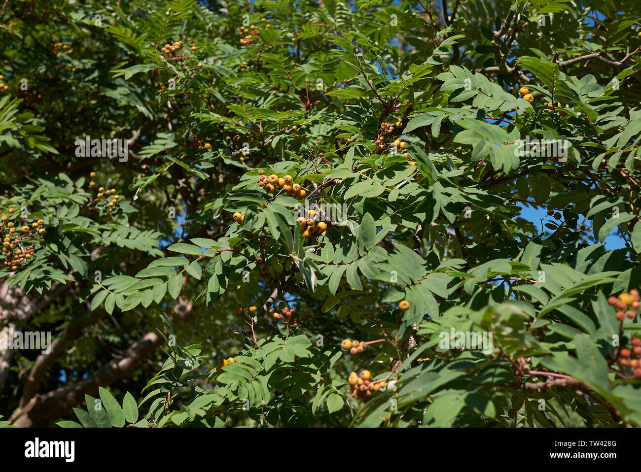 Sorbus aucuparia branche avec fruits Banque D'Images