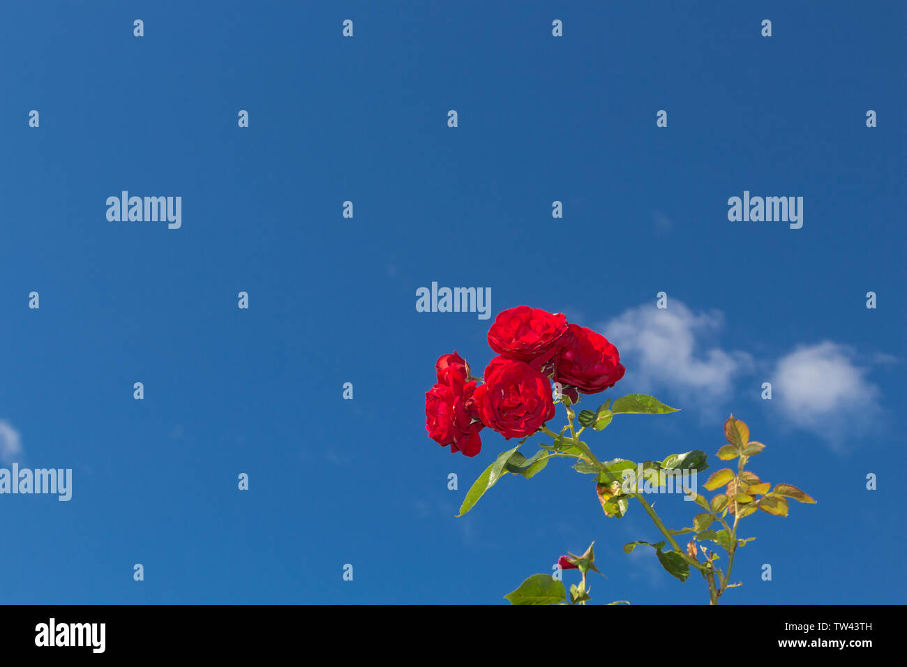 Roses rouges contre un ciel bleu avec quelques nuages blancs Banque D'Images