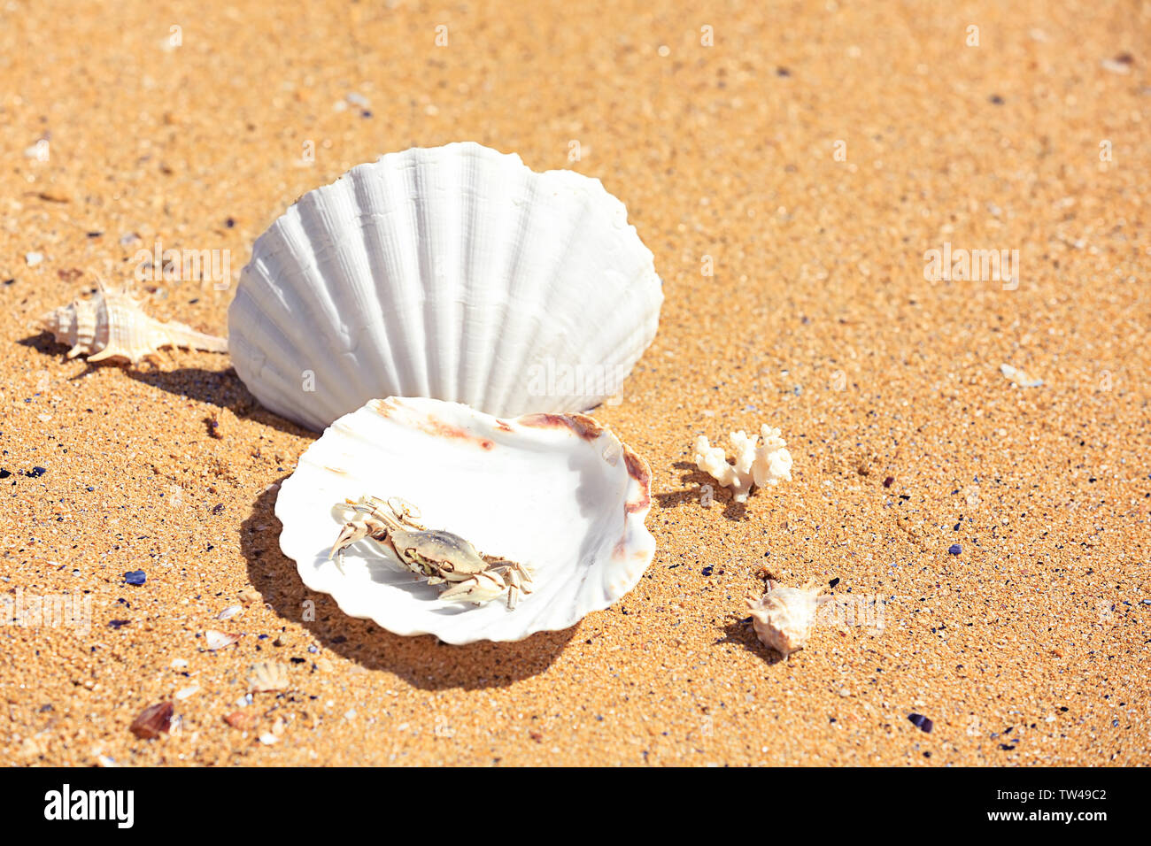 Les petites coquilles et crabe sur le sable au bord de mer. Locations de concept Banque D'Images