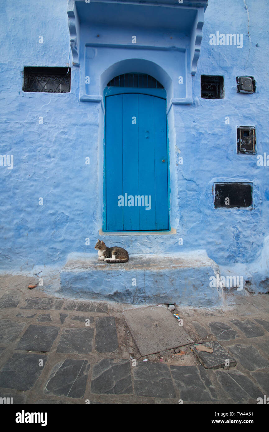 Chat assis à la porte d'une maison de Chaouen, Maroc Banque D'Images