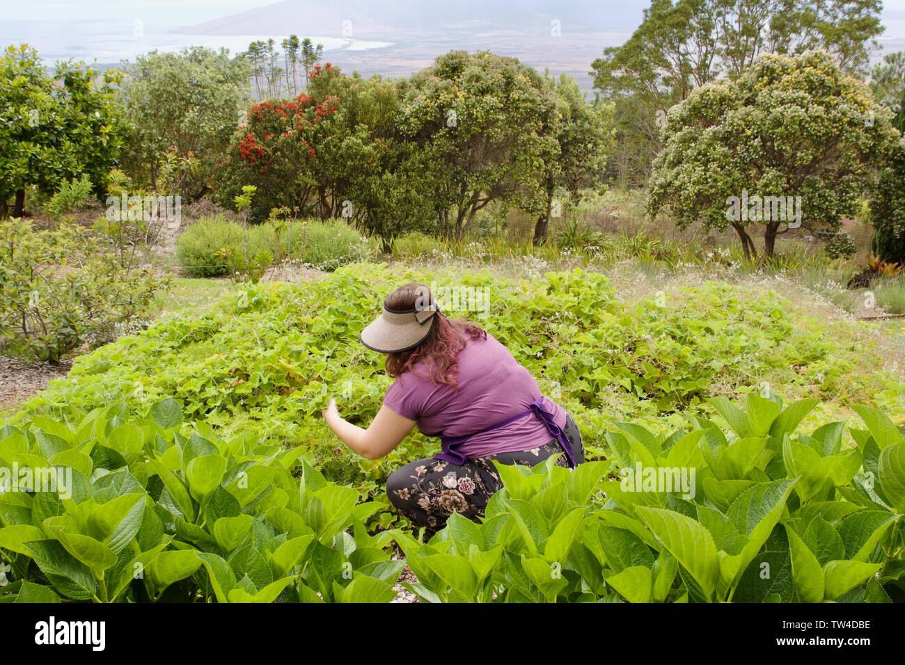 Un membre du personnel de donner une visite guidée autour de Kula Lavender Farm, Maui, Hawaii Banque D'Images