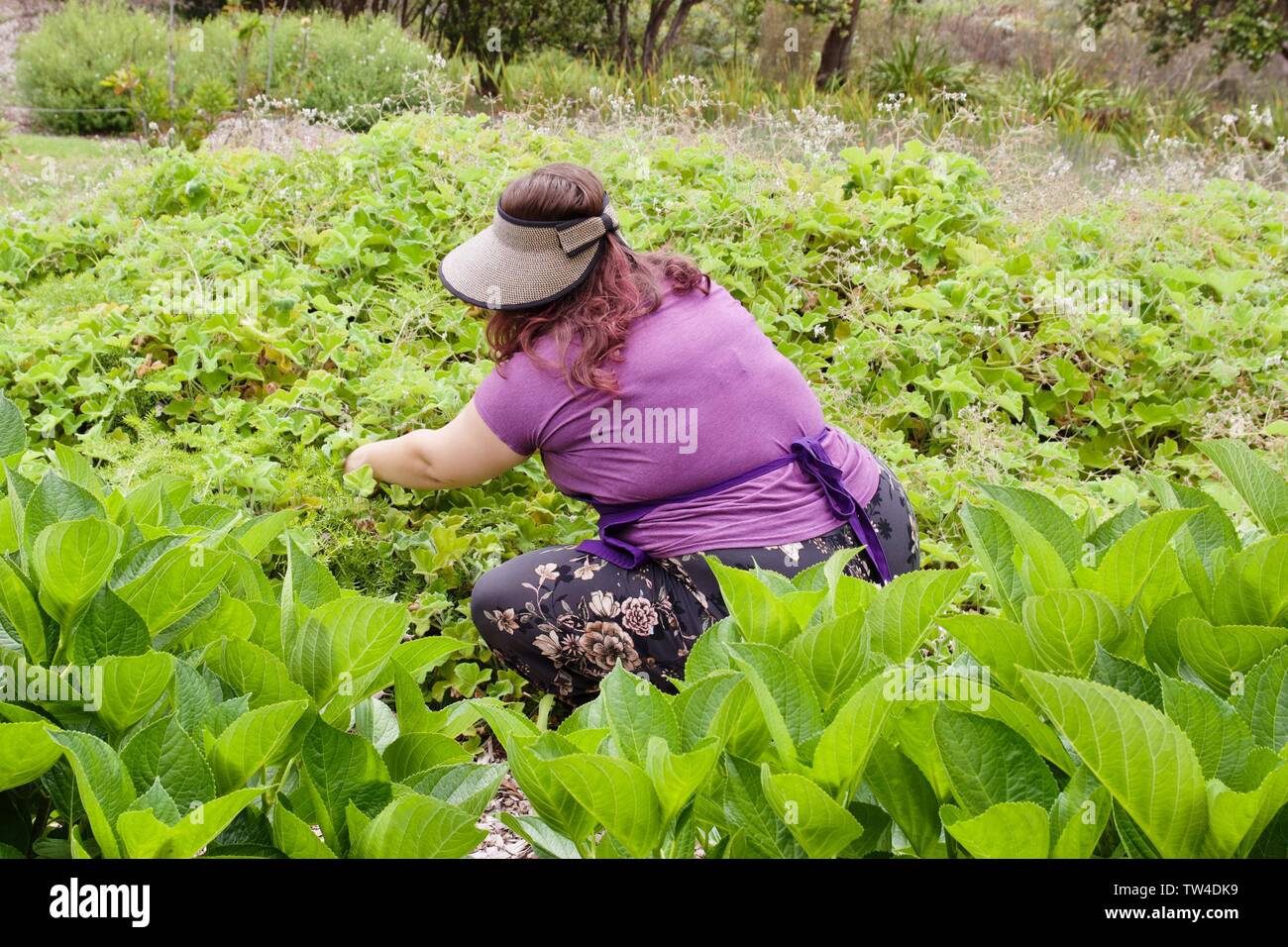 Un membre du personnel de donner une visite guidée autour de Kula Lavender Farm, Maui, Hawaii Banque D'Images