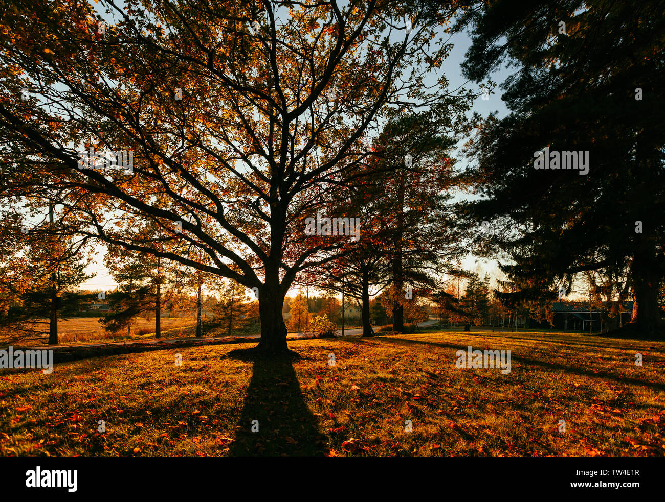 Grand Chêne arbre dans un parc automne lumineux Banque D'Images