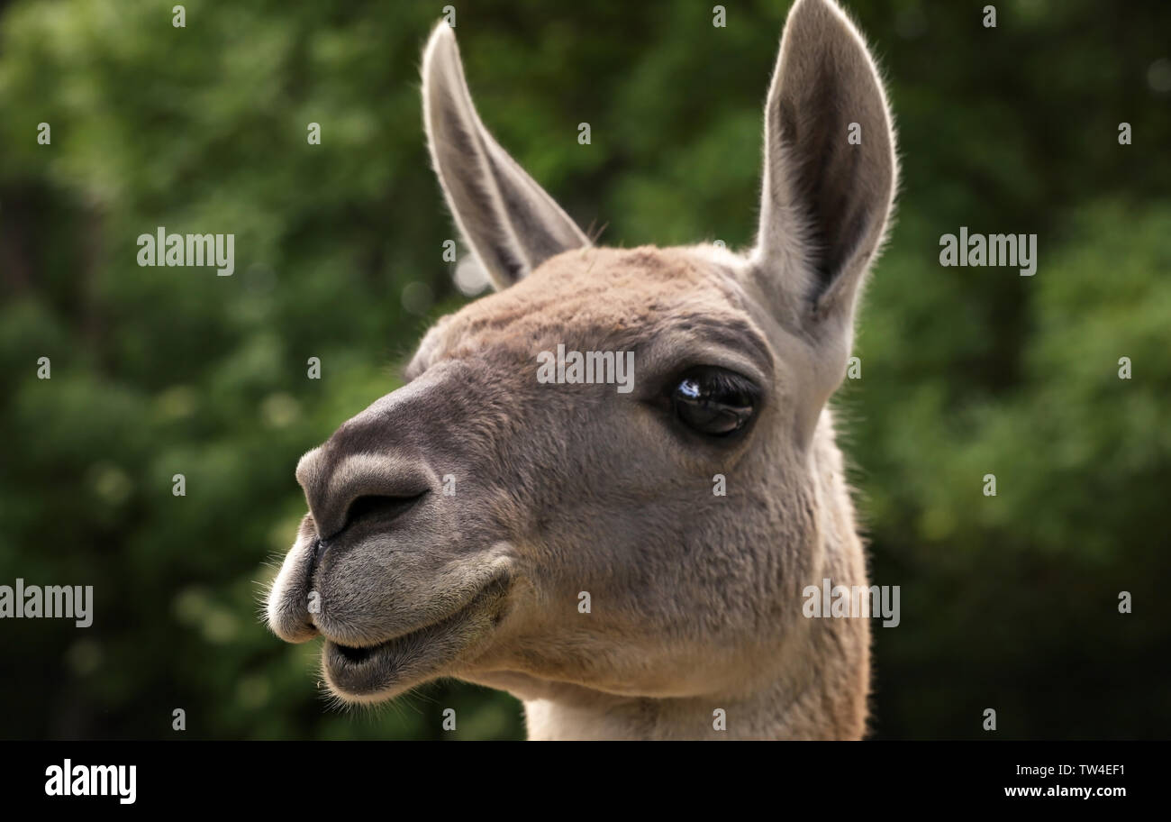 Cute funny lama en jardin zoologique, gros plan Banque D'Images