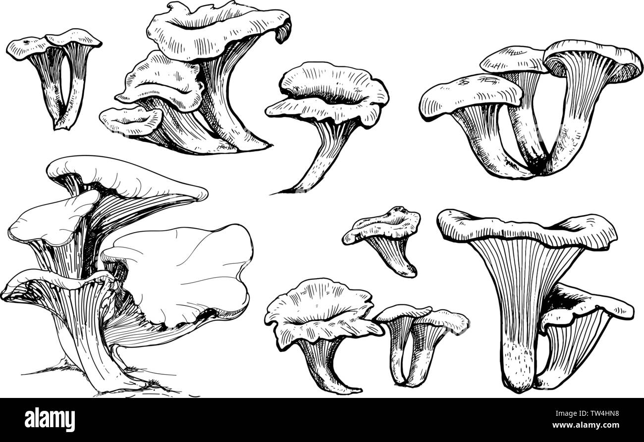 Mushroom hand drawn vector illustration. Croquis dessin isolé de l'alimentation. Collection de chanterelles. Produit bio végétarienne pour menu, étiquette, l'emballage Illustration de Vecteur