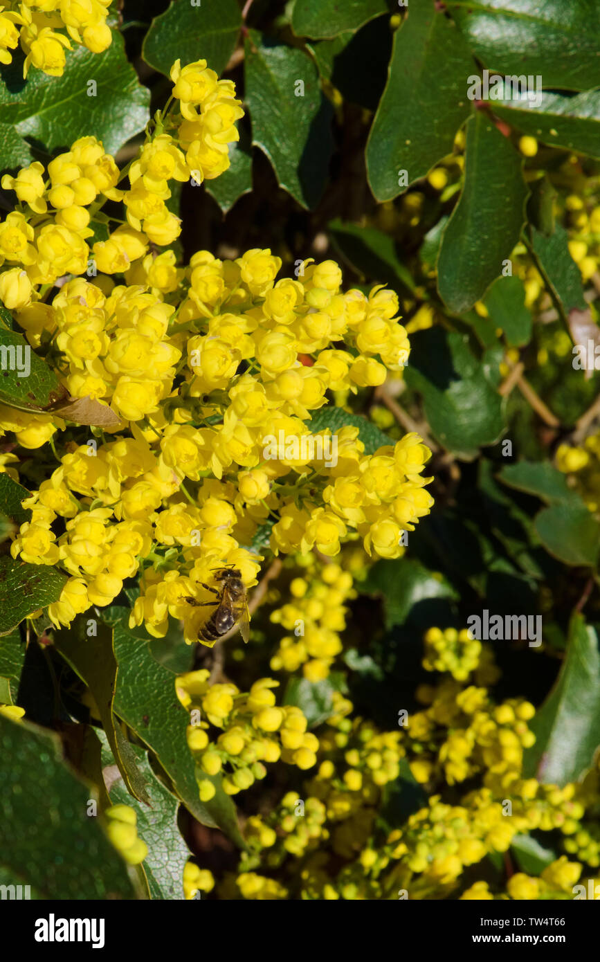 Mahonia aquifolium jaune des fleurs au printemps avec la collecte du pollen d'abeille Banque D'Images