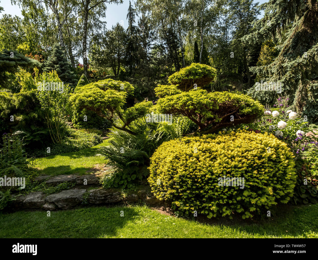 Des arbustes à feuilles persistantes et de pins poussant dans le parc Banque D'Images