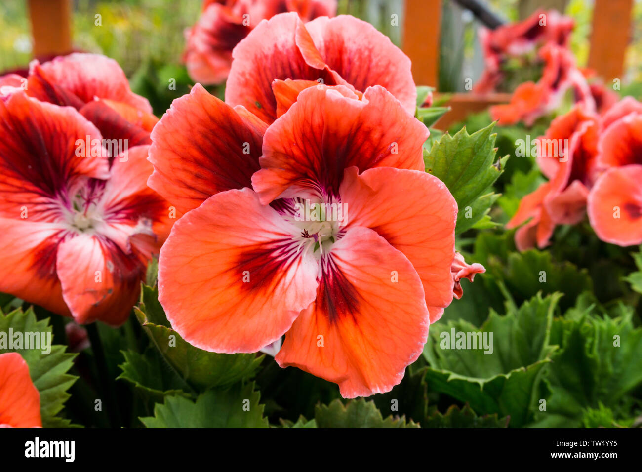 Mandarin Pelagonium Banque D'Images